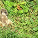 Illustration for article titled Meerkats - Better at Acting in Nature Shows than Photography